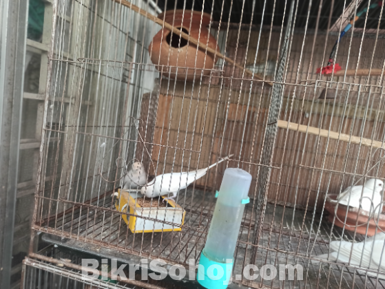 Budrigar and Australian dove with nest & accessories